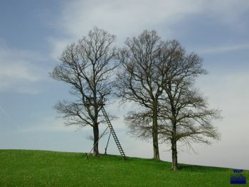 2002 Nettersheim