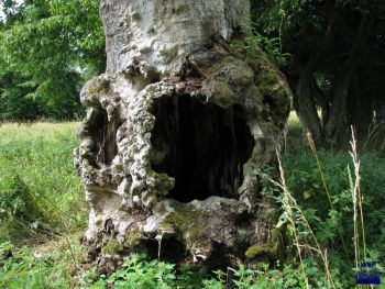 2009 Blankenheimerwald