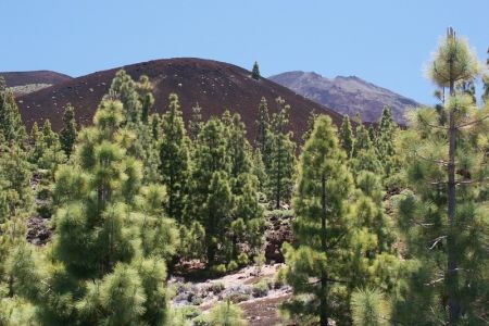 09.06.2009: Teneriffa
